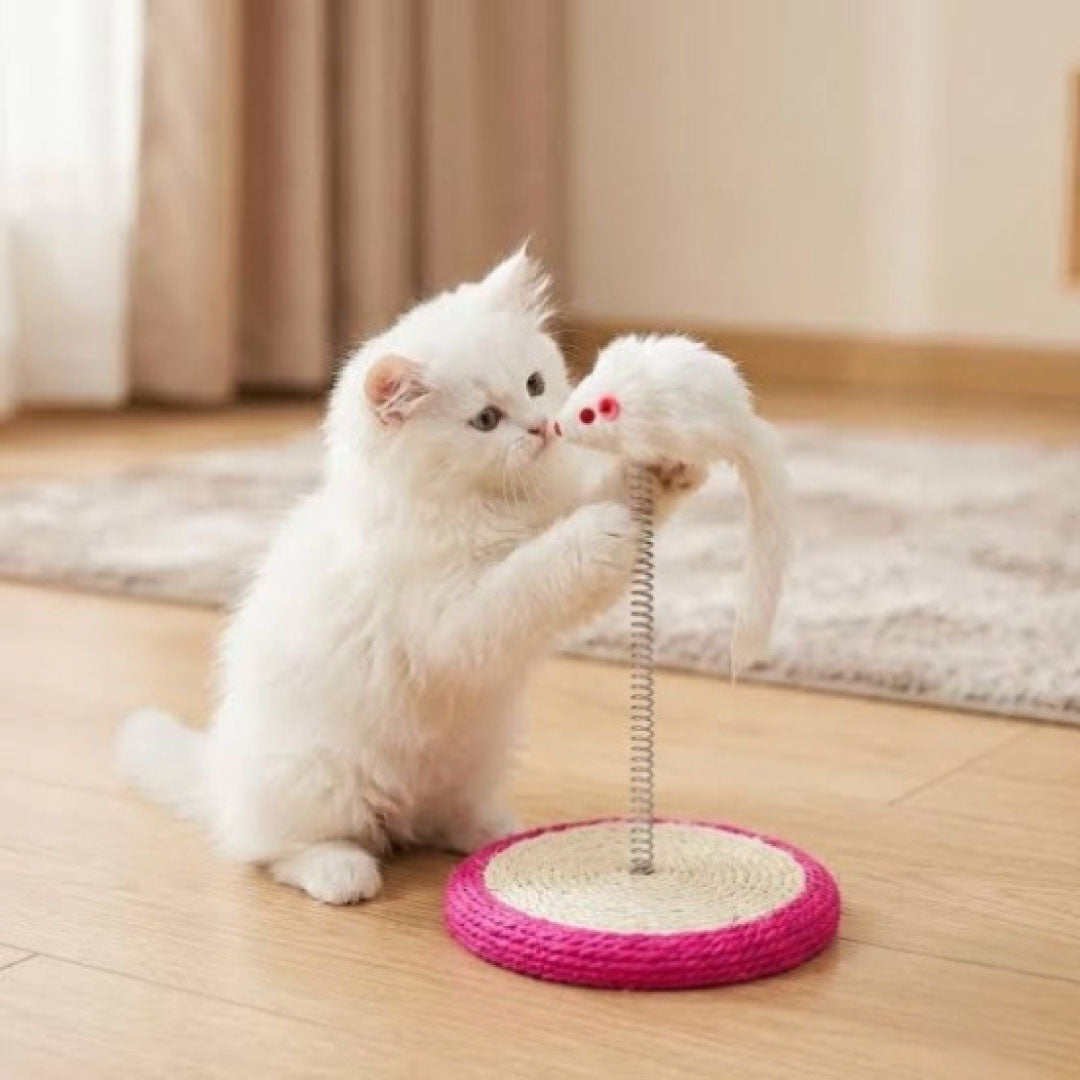 Cat Toys