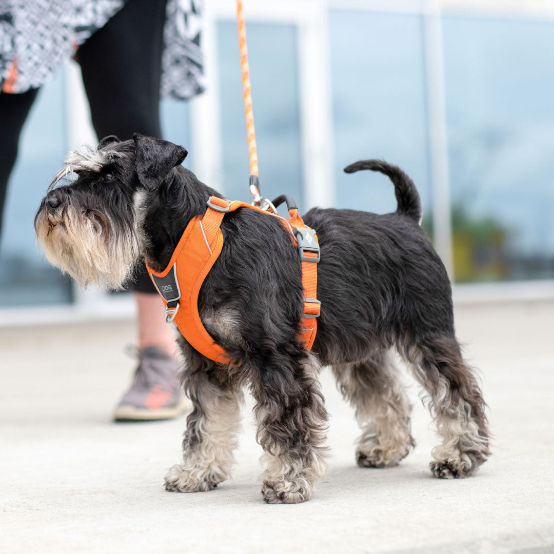 DOG WALKING