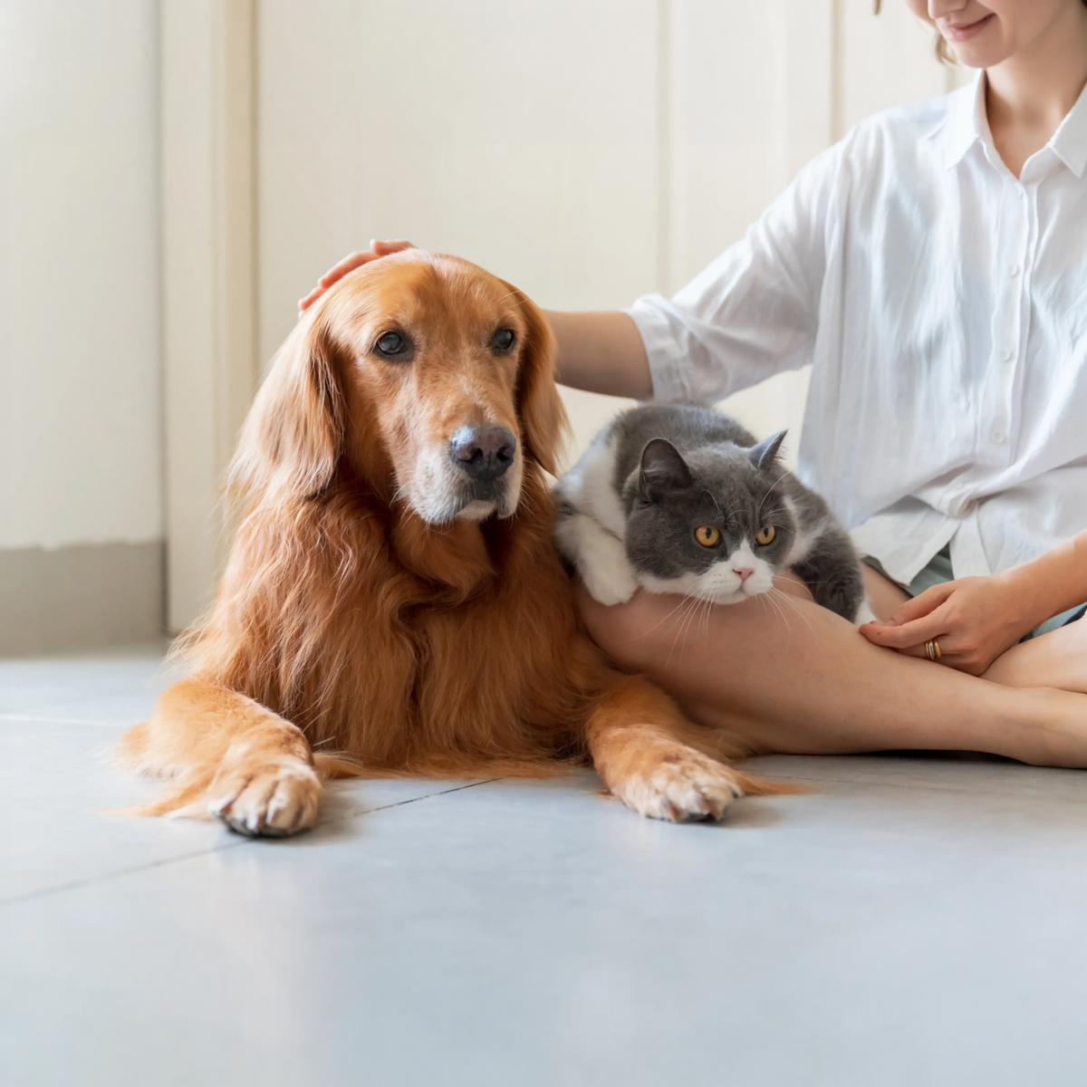 Pet Care