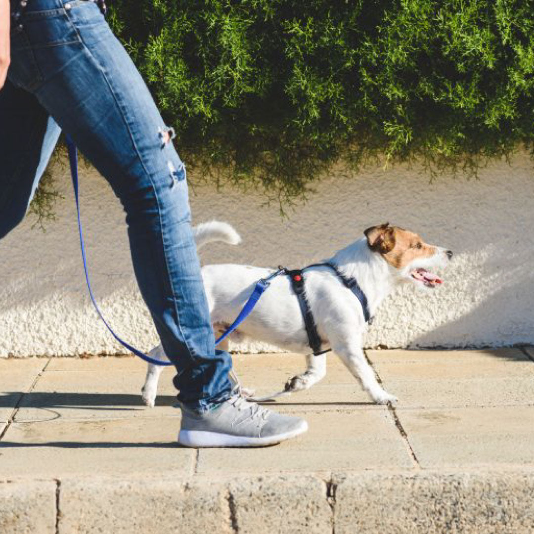 Easier Walks